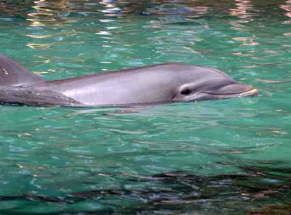 Dolphin Trip